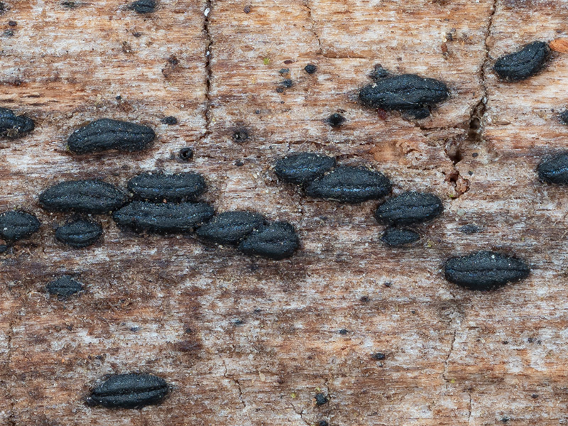 Gloniopsis praelonga